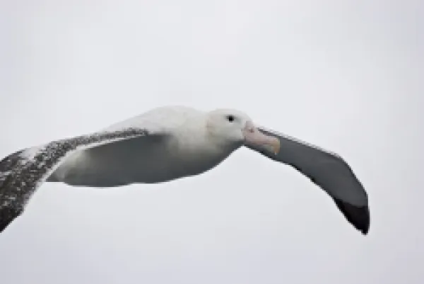 Buy Wandering albatross (Diomedea exulans) soaring