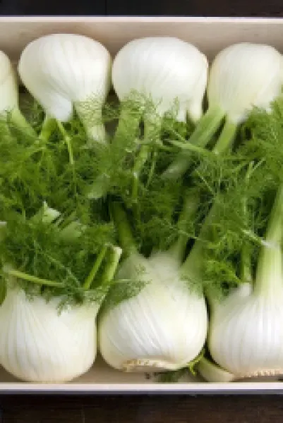 Buy Fennel bulbs (Foeniculum vulgare)