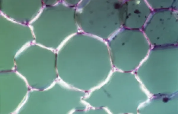 Buy Light Micrograph (LM) of the transverse section showing Parenchyma or packing tissue from Cucurbita Stem, magnification x1200