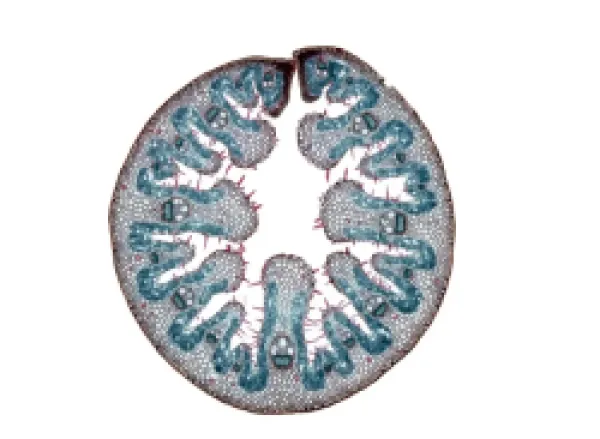 Buy Light Micrograph (LM) of the transverse section of a leaf of Marram Grass (Ammophila sp.), magnification x 15