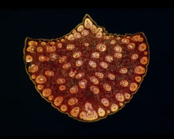 Buy Light Micrograph (LM) of a transverse section of a stem of a Palm, magnification x12