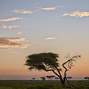 Acacia tree and clouds at dawn, Ngorongoro Conservation Area, UNESCO World Heritage Site