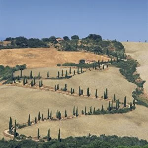 Aerial view of rural road lined with cypress trees