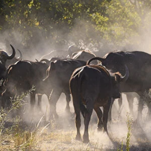 African buffalo (Cape Buffalo) (Syncerus caffer), Bushman Plains, Okavango Delta
