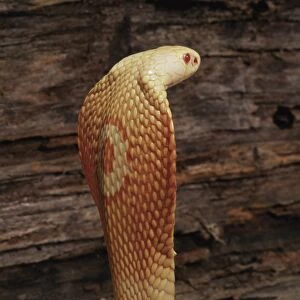 Albino monocled cobra (Naja naja kaouthia)