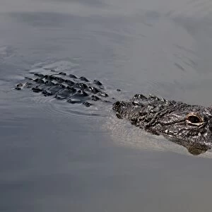 American alligator (Alligator mississippiensis), Everglades, UNESCO World Heritage Site, Florida, United States of America, North America