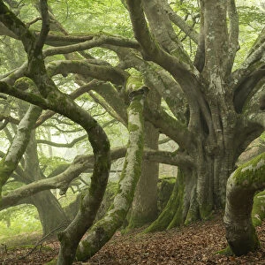 Ancient beech tree with enormous spreading branches, Dartmoor National Park, Devon
