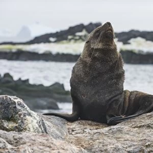 Antarctic fur seal (Arctocephalus gazella), Gourdin Island, Antarctica, Polar Regions
