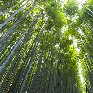 Arashiyama Bamboo Grove Kyoto, Japan, Asia