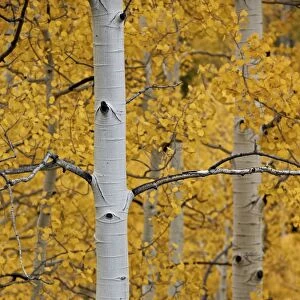 Aspen trunks among yellow leaves, Uncompahgre National Forest, Colorado, United States of America, North America