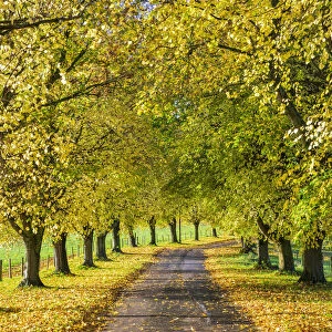Avenue of autumn beech trees with colourful yellow leaves, Newbury, Berkshire, England