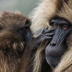 Baby cleaning a male Gelada baboon, Simien Mountains National Park, UNESCO World Heritage Site
