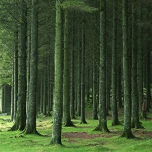 Bellever Forest, Dartmoor, Devon, England, United Kingdom, Europe