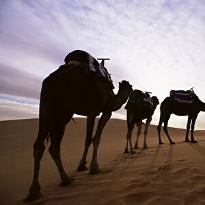 Berber camel leader with three camels in Erg Chebbi sand sea