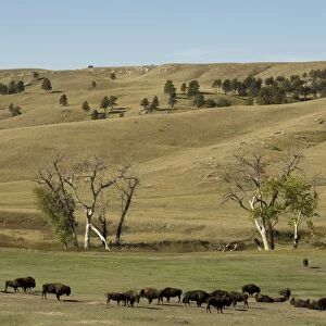 Bison herd, Custer State Park, Black Hills, South Dakota, United States of America