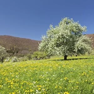 Blossoming cherry tree on a spring meadow, Neidlinger Tal Valley, Swabian Alb, Baden Wurttemberg, Germany, Europe