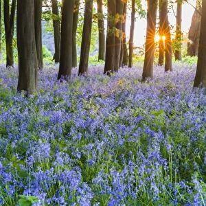 Bluebells in Bluebell woods in spring, Badbury Clump at Badbury Hill, Oxford, Oxfordshire, England, United Kingdom, Europe