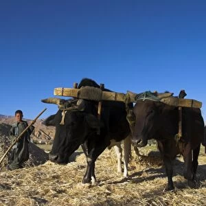 Boys threshing with oxen, Bamiyan, Bamiyan Province, Afghanistan, Asia