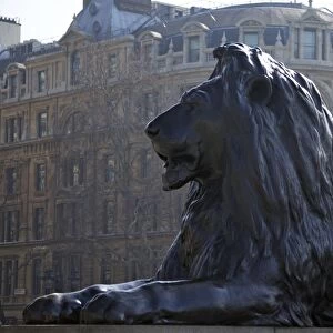 Bronze lion statue by Sir Edwin Landseer, Trafalgar Square, London, England, United Kingdom, Europe