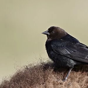 Brown-headed cowbird (Molothrus ater), Yellowstone National Park, Wyoming, United States of America, North America