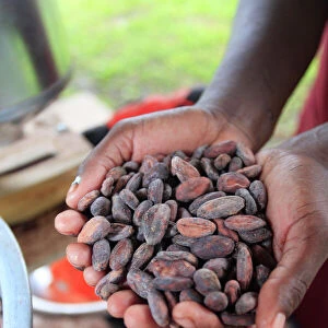 Cacao (cocoa) beans freshly harvested and ready for making into chocolate, Belize, Central America