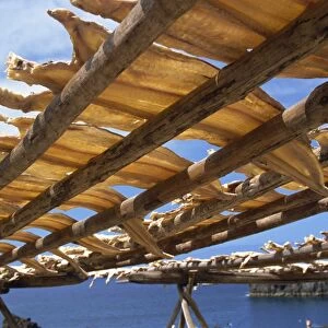 Cod drying, Camara de Lobos, Madeira, Portugal, Atlantic, Europe
