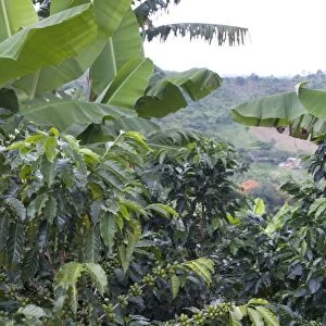 Coffee beans growing on the vine, Recuca Coffee, near Armenia, Colombia, South America