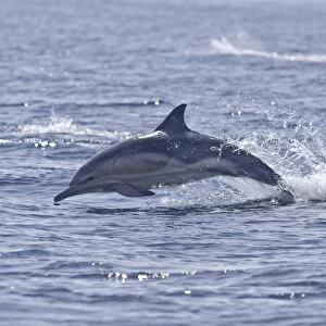 Common dolphin (Delphinus delphis), Sound of Mull, Inner Hebrides, Scotland, United Kingdom, Europe