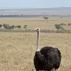 Common ostrich (Struthio camelus) male watching chicks, Masai Mara National Reserve