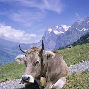 Cow at Alpiglen