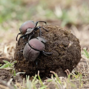 Two dung beetles atop a ball of dung, Serengeti National Park, Tanzania
