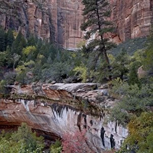 Evergreens, red maples, and red rock on the Emerald Pools Trail, Zion National Park, Utah, United States of America, North America