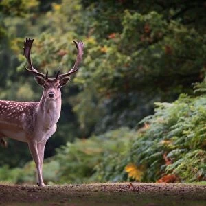 Fallow deer (Dama dama) in an autumnal forest, Bradgate, England, United Kingdom, Europe