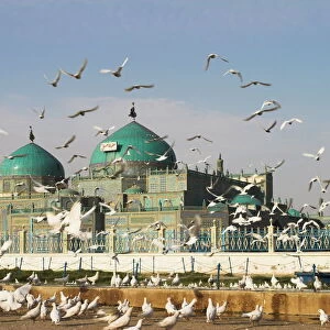 The famous white pigeons, Shrine of Hazrat Ali, Mazar-I-Sharif, Balkh province