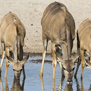 Female greater kudu and young (Tragelaphus strepsiceros) drinking at waterhole, Botswana
