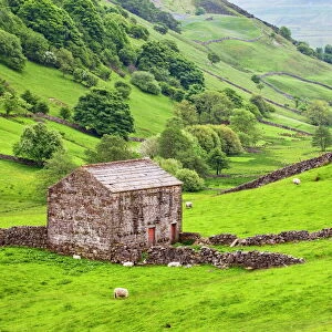 Field barn below Kisdon Hill near Angram in Swaledale, Yorkshire Dales, Yorkshire, England, United Kingdom, Europe