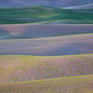Field patterns at dawn, Palouse, Washington State, United States of America