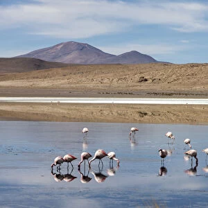 Flamingos feeding in Laguna Canapa, an endorheic salt lake in the altiplano