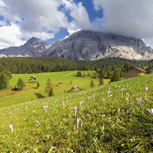 Flowering of autumnal Crocus Nivea. La Valle / La Val / Wengen Badia Valley, South Tyrol