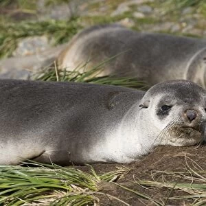 Fur seals, Moltke Harbour, Royal Bay, South Georgia, South Atlantic