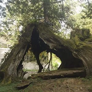 Giant tree trunk in cedar forest