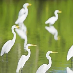 Great Egrets (Casmerodius albus) in a pond looking for fish, Sanibel Island, J