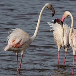 Greater flamingos (Phoenicopterus ruber) on Lake Ndutu, Ngorongoro Conservation Area