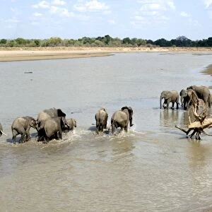 Group of elephants bathing, South Luangwa National Park, Zambia, Africa