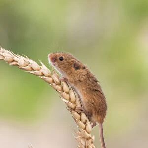 Harvest mouse (Micromys minutus), captive, United Kingdom, Europe