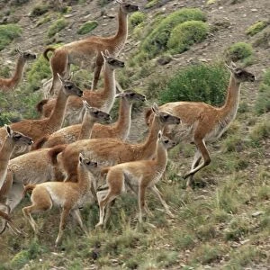 A herd of guanacos (Lama guanicoe), Torres del Paine National Park, Patagonia
