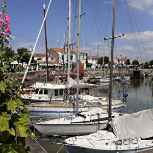 Hollyhocks on the quayside, Ars-en-Re, Ile de Re, Charente Maritime, France, Europe