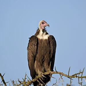 Hooded vulture (Necrosyrtes monachus), Ngorongoro Conservation Area, UNESCO World Heritage Site