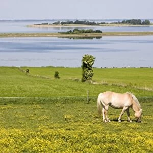 Horses, Aero Island, Funen, Denmark, Scandinavia, Europe