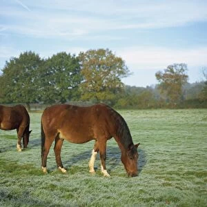 Two horses in a frosty field early morning in autumn, Sandhurst, Berkshire